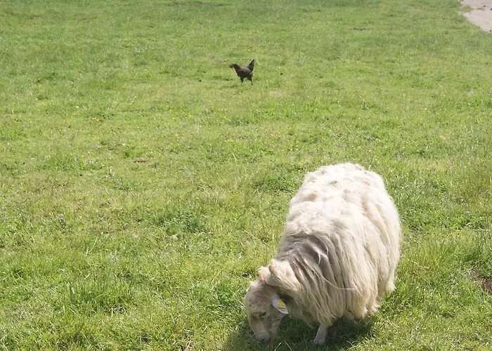 巴科克住宿加早餐旅馆